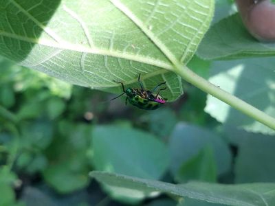 Pest Control Warning: 3 Plants You Should Never Place Near Your Foundation