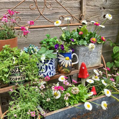 7 easy ways I’m reusing broken crockery and pots in my garden this summer – those chipped ceramics can come in very handy outdoors