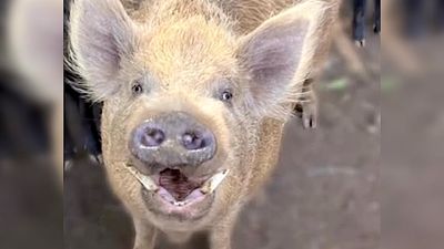 Chicago man sues animal sanctuary to return 330-Pound emotional support pig he says gave him ‘massage therapy’