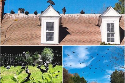 Vultures have taken over a North Carolina neighborhood, and one couple is taking the blame