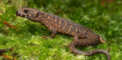 Why are there so many lizards in Australia? The ancient climate holds a clue