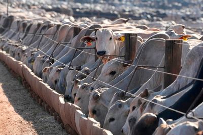Brazil says the EU has moved to block its animal product exports starting from September