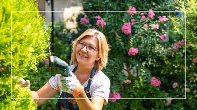 Avoid this common hedge trimming mistake or risk a hefty £1,000 fine this summer