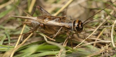 370 billion crickets are farmed for food every year. Scientists have discovered they may feel pain
