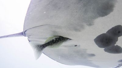 'A combination of amazement and horror': Hitchhiker fish hide in manta ray buttholes