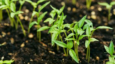 Accidentally Sowed Too Many Seeds? Here's How to Fix the Problem – and Guarantee Healthy Plants This Spring