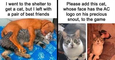If You Need A Quick Serotonin Boost, Here Are 89 Wholesome Memes To Get The Job Done