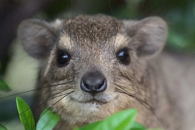 Why The World Fell In Love With This Smiling Animal
