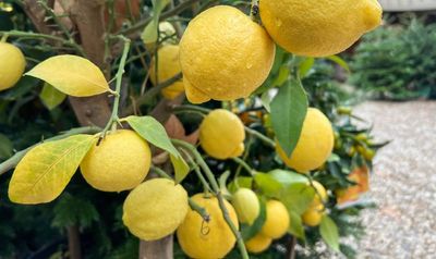 Yellow lemon tree leaves? Here’s how to get them lush and green again