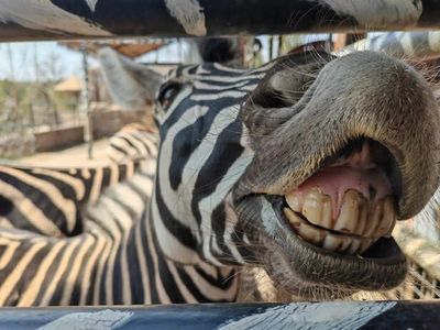 6 Animal Facts That Sound Too Crazy To Be Real