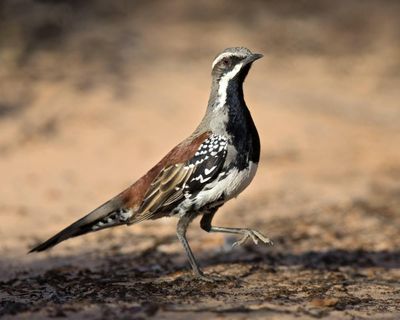 Birdwatch: missing breakfast to meet a copperback quail-thrush in Australia