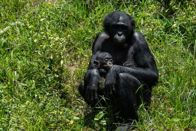 Orphaned bonobos find sanctuary in Congo from poachers and bushmeat trade
