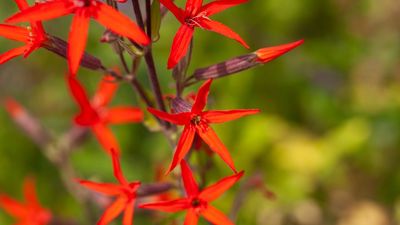 This Native Wildflower Is Sought After by Hummingbirds – Plant It Now for a Low-Maintenance Summer Perennial