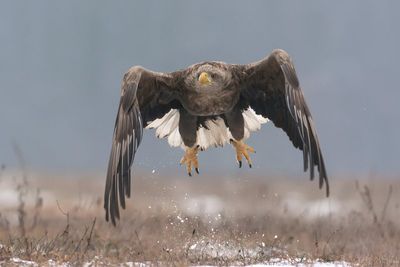 Britain’s largest bird of prey to return to Exmoor skies despite farmer’s concerns