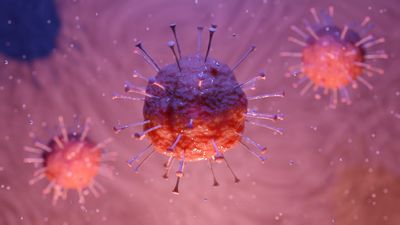 Hantavirus Spreads Among Humans but Pandemic Risk Remains Low, Experts Say