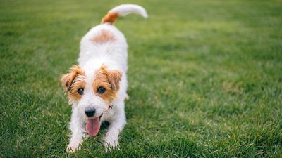 Experts say this one liquid is actually scorching your lawn (and it’s not fertilizer)