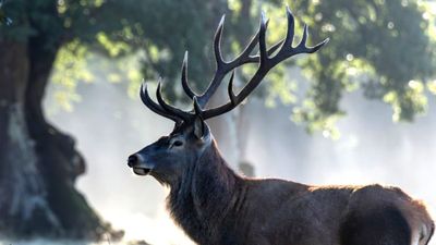 Cops issue official warning as deer blind drunk on ‘forest aperitifs’ may cause road havoc