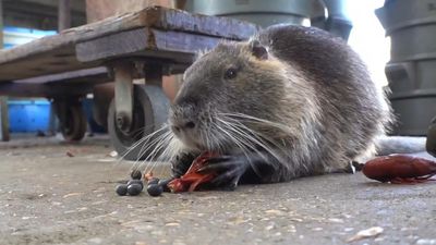 Neuty the nutria, viral pet rodent whose family fought a state to keep him, dies of cancer