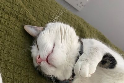 Missing cat reunited with owner after hitching 15-mile ride under car