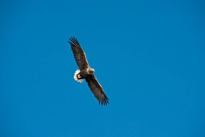 Bird of prey extinct for over 200 years returns to southern England