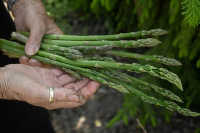 7 Long-Term Growers That Return Year After Year