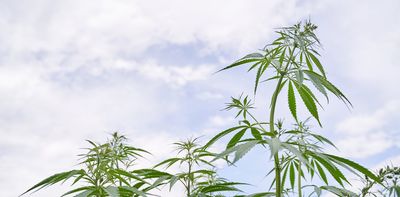 Cannabis: it’s medicine if you’re rich enough – a crime if you’re not