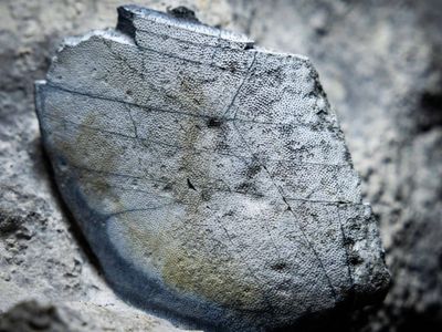 Scientists stunned after 330-million-year-old shark teeth emerge from Ireland's ancient limestone