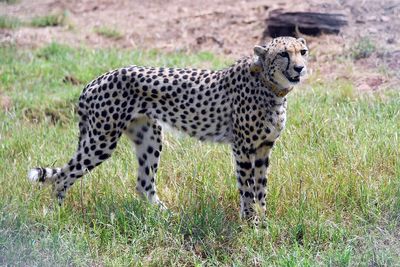 Suspected leopard attack kills four cubs in blow to India’s cheetah reintroduction project