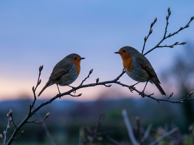 Why do robins start singing before sunrise, and what science says about it
