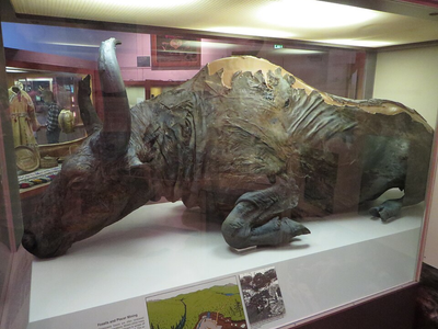 In 1979, miners using hydraulic hoses in Alaska uncovered a mummified steppe bison preserved for 36,000 years
