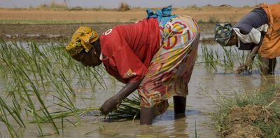 Agriculture in Africa: science and research can’t make an impact without investment and good policies