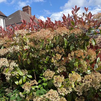 Sorry, fence toppers – this fast-growing shrub does a much better (and prettier) job of screening my garden and giving me plenty of privacy