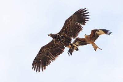 White-tailed eagles to return to Exmoor after more than 200 years