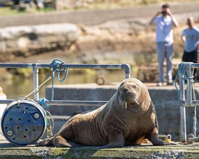 Magnus the wandering walrus leaves Scotland for Norway