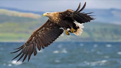 UK’s giant white-tailed eagles return to Exmoor National Park, farmers fear heavy losses