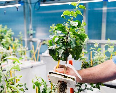 Roots of resilience: the experts working to bolster apples against the climate crisis