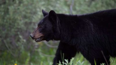 27-year-old Indian man killed in rare bear attack in Canada; last fatal incident reported 6 years ago