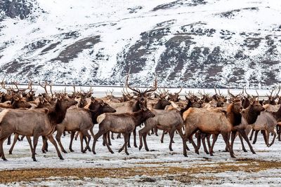 Elk Refuge disease discovery calls for talk of reducing nation’s largest herd