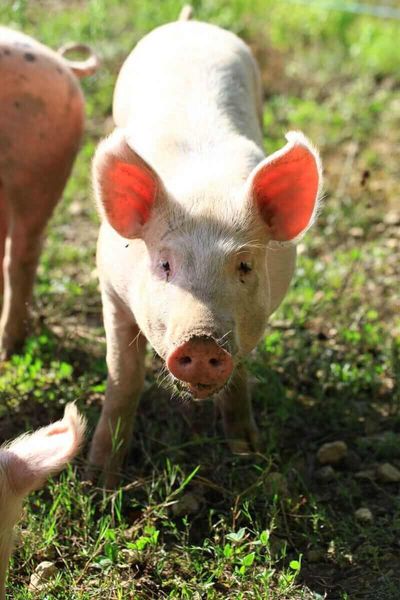 Hogs Rallying on Wednesday