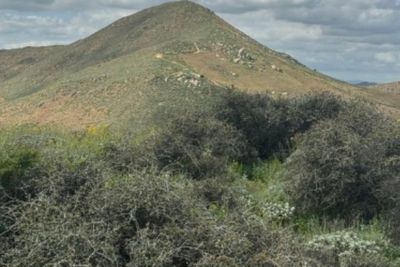 13,000-year-old oak tree spared from being destroyed by Californian developers after longtime battle by conservationists