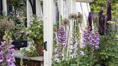 What Your Foxgloves Need in May – For Spectacular, Longer Lasting Summer Blooms