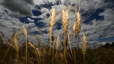 Global glut hits grain handler as farmers hold back