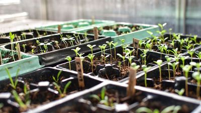My Seed Trays Kept Drying Out in Spring – This Expert-Backed Bottom-Watering Method Finally Solved It