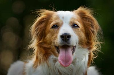 Why Dogs Suddenly Start Barking After Midnight