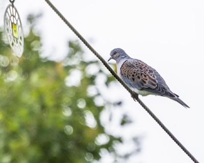 Country diary: This weary traveller has escaped the hunter’s gun