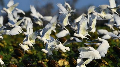 Cattle station gets permit to kill 20,000 parrots