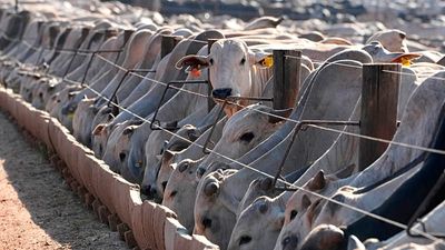 ‘The problem is not the antibiotics’: Animal welfare groups react angrily to Brazilian meat ban