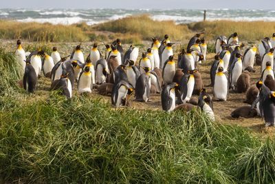 How a kindergarten teacher became the accidental guardian of 200 king penguins