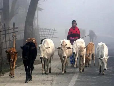 Fit certificate a must: Bengal govt issues new guidelines for animal slaughter