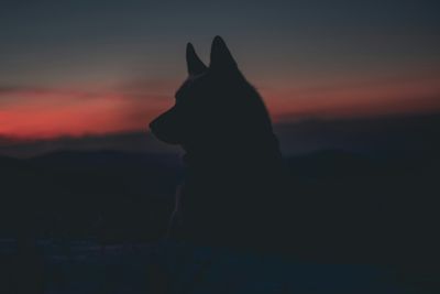 Japan's Scary-Looking 'Monster Wolf' Deterred Over 50,000 Bear Sightings, Robots Are Fighting Back